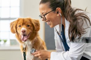 Pet insurance for dogs USA