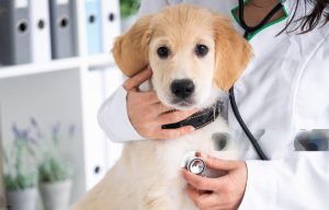 Pet insurance for dogs