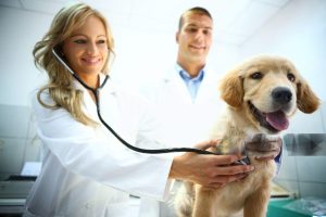 Insurance for dogs in Australia