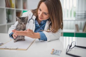 Insurance for Cats in the USA